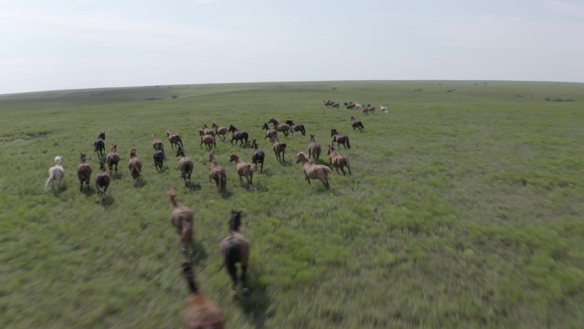 Sweeping drone shot of a herd of wild horses running in the prairie.
- Wild horses, horse, stallion, animals, prairie, wild west, cowboy, America, USA, wildlife, herd, hoof, hooves, drone, aerial