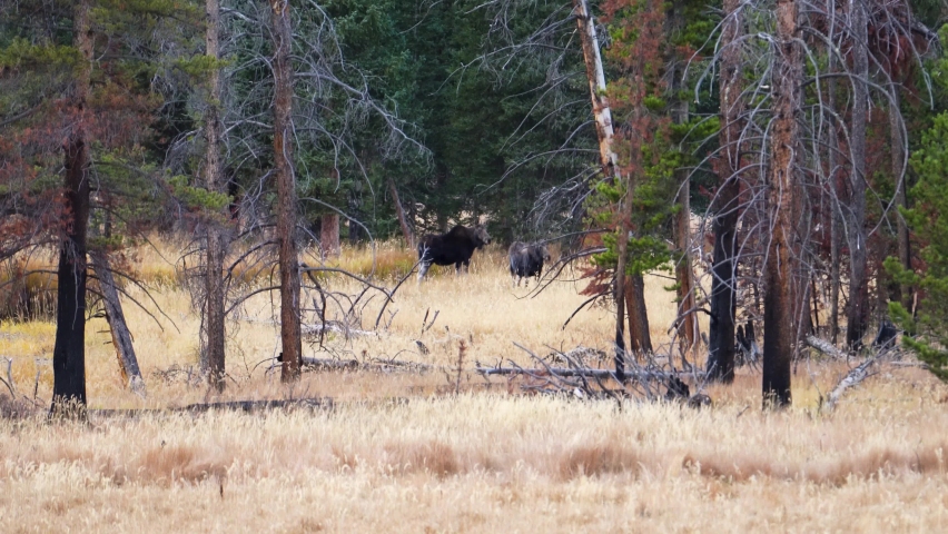 Pair Of Moose At Rocky Mountain National Park In Colorado, USA. Standing in Brown Grass Field next to Pine Tree Forest - wide