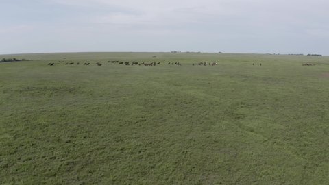 Distant drone shot of wild horses running in the prairie.
- Wild horses, horse, stallion, animals, prairie, wild west, cowboy, America, USA, wildlife, herd, hoof, hooves, drone, aerial