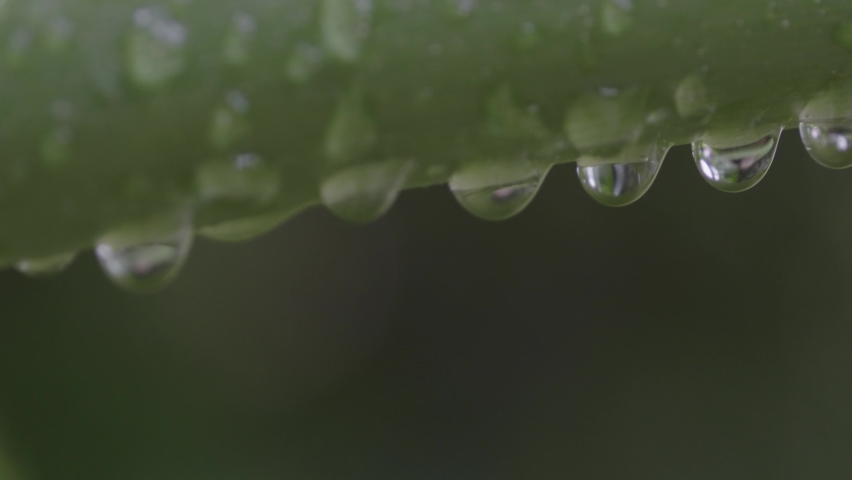 Drops of Water after a Rain Storm on a Branch of a Split Leaf Philodendron Macro