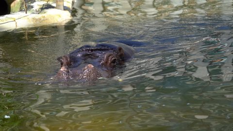hippopotamus moving its ears and diving in slow motion