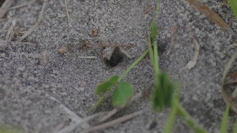 Ants Entering  and Anthill Macro