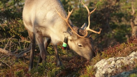 Close-up of domestic Reindeer eating on an autumn morning near Kuusamo, Northern Finland