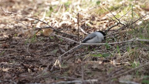 Willow tit searching for food from the ground in springtime boreal forest in Estonia