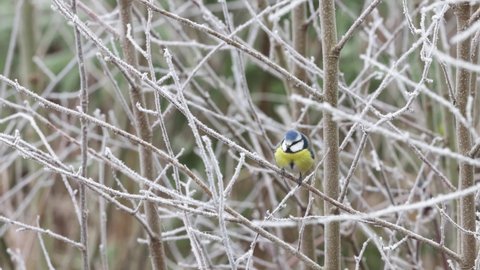 Great tit landing next to a Blue tit in a frosty boreal forest in Estonia