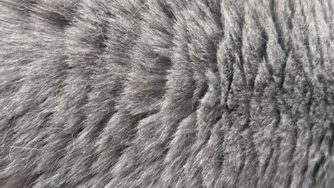The gray fur of the animal breathes. The texture of the cat of the British breed.
