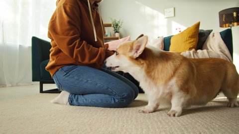 Young woman petting corgi dog close-up. Handler strocking her golden puppy in living room. Happy domestic animal relaxing on floor at home. Pembroke welsh corgi. 