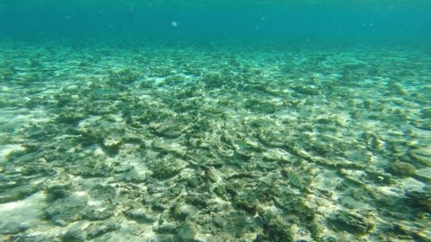 Slow motion view of a shallow coral reef ecosystem damaged by the effects of global warming.