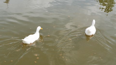 two white ducks swim in the pond of the park and eat thin pita bread in the water. People throw pieces of bread into the water to feed the floating ducks.