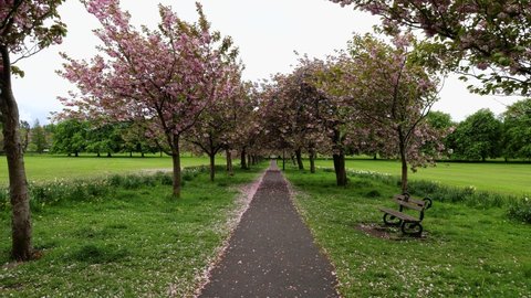 Footage of beautiful blossom trees in the spring time filmed in 8K quality in the town of Harrogate, North Yorkshire UK showing a public foot path with blossom trees at either side and a park bench.