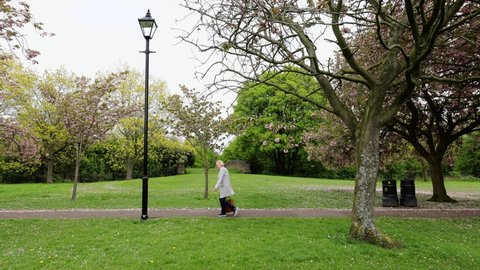 Harrogate UK, 6th May 2022: Footage of beautiful blossom trees in the spring time filmed in 8K quality in the town of Harrogate, North Yorkshire UK showing a public foot and people walking on the path