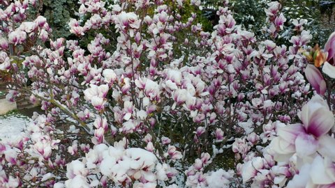 climate change snowfall in spring, drone shot aerial view of a purple blooming liliiflora magnolia tree in a garden covered with fresh white snow, camera flying close around the top with purple flower