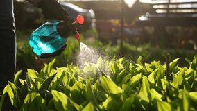 Take care of garden - close up view of gardener watering plants at garden bed slowmotion video