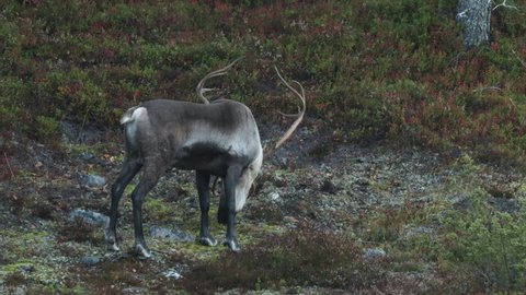 Domestic Reindeer bull eating shrubs on an autumn morning in Ruka, Northern Finland