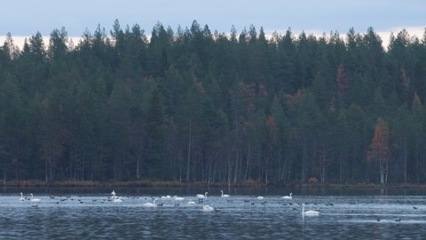 Whooper swans and other waterfowl on a lake during a dull autumn evening near Kuusamo, Northern Finland