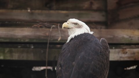 Adult American bald eagle sits perched on tree at zoo