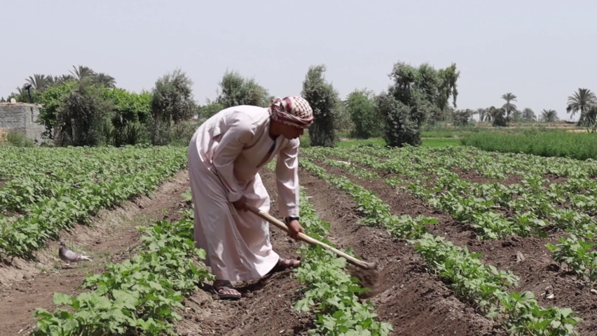 Egyptian men worker works on a farm. Royalty-Free Stock Footage #1089975601