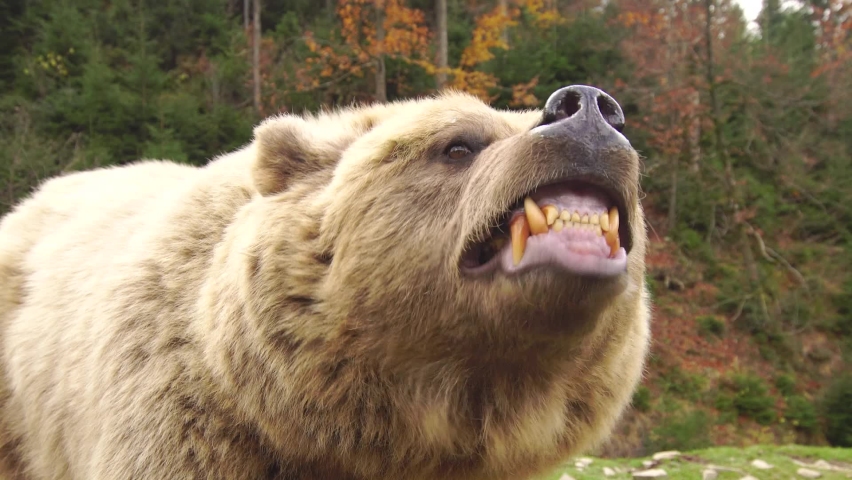 Angry wild brown bear grins clacking it's fangs close-up in a forest Royalty-Free Stock Footage #1089975989