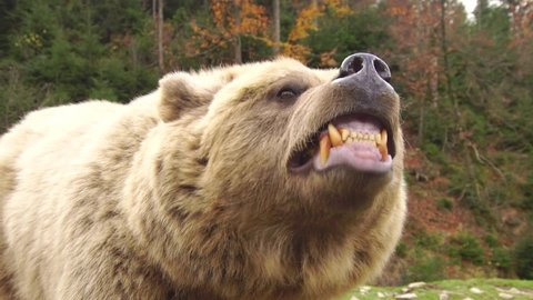 Angry wild brown bear grins clacking it's fangs close-up in a forest