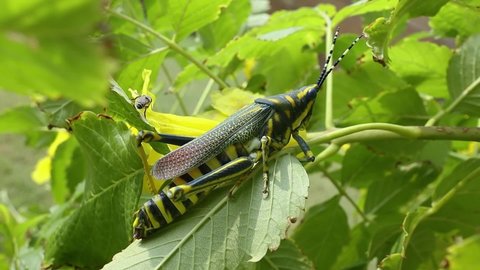 Aularches miliaris is a monotypic grasshopper species of the genus Aularches. Insect has been called by a variety of names including coffee locust, ghost grasshopper, northern spotted grasshopper.