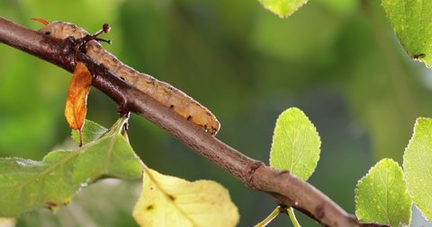 Caterpillar Bedstraw Hawk Moth crawls on a branch during the rain. Caterpillar (Hyles gallii) the bedstraw hawk-moth or galium sphinx, is a moth of the family Sphingidae.