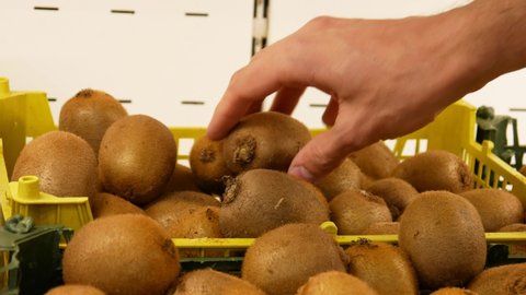 Close-up of many kiwis in trading baskets and a male hand takes one