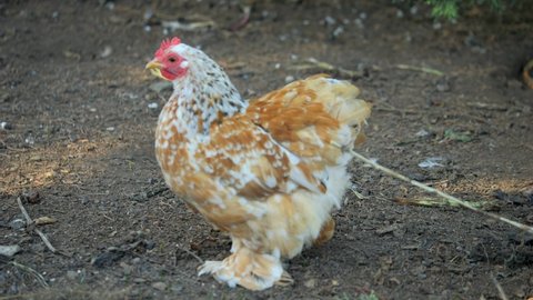 Booted Bantam Brown And White Domestic Chicken With Feathered Feet, SLOW MOTION