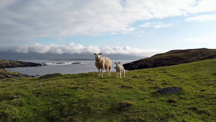 Sheep standing at the beautiful shores at Dawros in County Donegal - Ireland Royalty-Free Stock Footage #1089978061