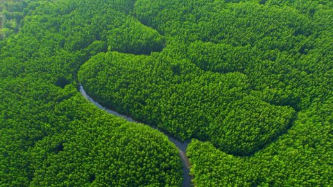 Aerial view green mangrove forest nature tropical rainforest. Mangrove landscape and beautiful river curve. khao jom pa, trang, Thailand. 4K Drone.
