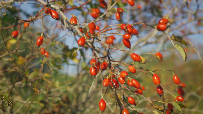 Sun shines on small shrub with red rosehips, closeup detail (Rosa Canina - dog rose - fruits). Used in herbal medicine and as food for being rich in antioxidants and vitamin c Royalty-Free Stock Footage #1089979427