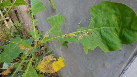 The caterpillar flocks have finished the leaves of the ketepeng plant, the striped caterpillar is a commodity crop pest, very greedy to eat the leaves before they become cocoons and butterflies