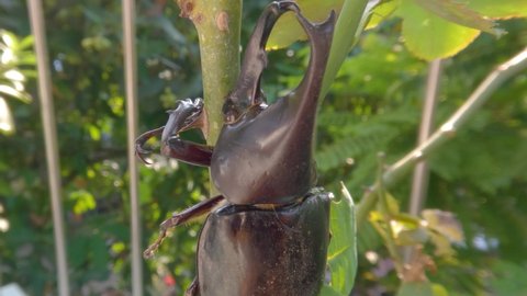 A horn beetle resting on a branch of a plant, this animal is brown and has horns, it is a pest of palm types