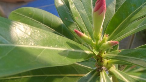 Adenium plant shoots containing pink flower buds surrounded by green leaves, a plant whose habitat is desert, grows in a pot