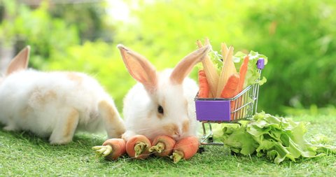 Group of healthy lovely baby bunny easter rabbits eating food, carrot, grass on nature background. Cute fluffy rabbits sniffing, looking around, nature life. Symbol of easter day.