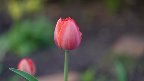 Red tulip swinging in the wind with blurred background