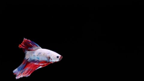Multi color Siamese fighting fish (betta fish) with beautiful swimming in slow motion on black background