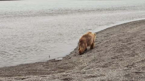 The Kamchatka brown bear (lat. Ursus arctos piscator) walks through the rocky plain landscape on the Pacific coast in search of food. Drone view