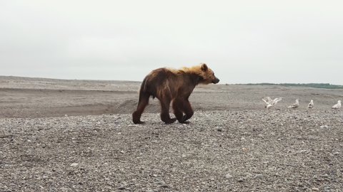 The Kamchatka brown bear (lat. Ursus arctos piscator) walks through the rocky plain landscape on the Pacific coast in search of food. Drone view
