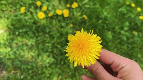 Yellow dandelion in hand. Against the background of green grass.