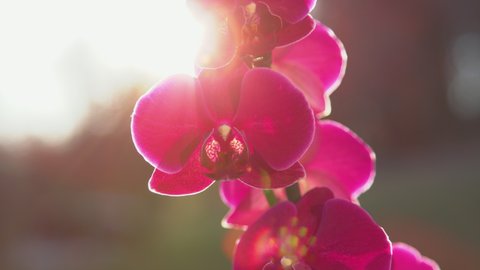 SLOW MOTION, CLOSE UP: Beautiful purple blooming orchid in golden light. Sun shining through colourful orchid flowers in living room. Detailed shot of blossoming purple orchid in flattering sunlight.
