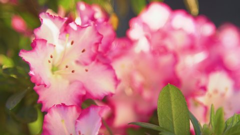 SLOW MOTION, CLOSE UP VIDEO: Detailed view of white azalea bloom with pink edges. Bright and beautiful azalea blossom in spring garden. Vibrant azalea flower blooming in flattering morning sunlight.