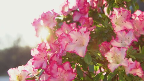SLOW MOTION, CLOSE UP: Lush blooming azalea with white flowers and pink edges in golden light. Bright and beautiful azalea blossoms in spring garden. Warm spring sun rays touching flowering azalea.