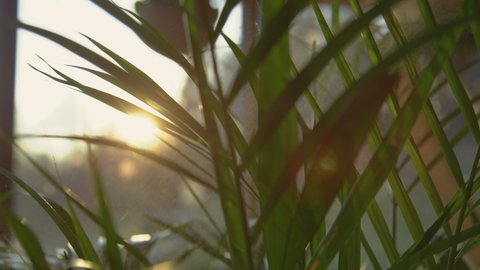 SLOW MOTION, CLOSE UP: Sun shining through green areca palm plant leaves while being sprinkled. Sun flare and spray shine while watering golden cane palm. Urban jungle maintenance in beautiful light.
