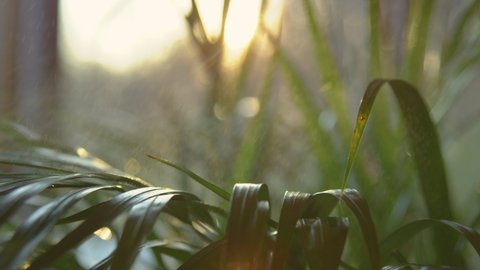 SLOW MOTION, CLOSE UP: Sprinkling sunlit lush green areca palm leaves. Sun flare and spray shine while watering golden cane palm. Detailed view of potted palm maintenance in beautiful golden sunlight.