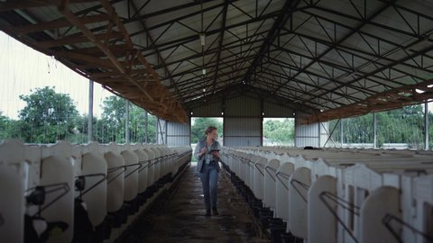 Farmer checking calves feedlots at countryside. Dairy manufacture facility. Focused woman livestock breeding specialist walking shed aisle inspecting little cows. Animal husbandry professional concept