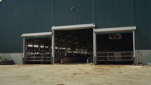 Cowshed building dairy farm on sunny day. Holstein cows standing in feedlots. Cattle barn with huge fans at modern livestock facility. Open entrance to agricultural manufacture shed with animals.