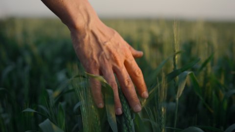 Unrecognizable man hand running gently over unripe spikelets wheat field outdoors close up. Green cereals stems swaying wind evening time. Farmer walking farmland checking grain quality at sunset.