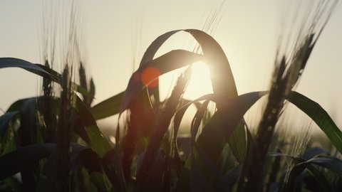 Unripe wheat harvest growing beautiful field on sunset close up. Young spikelets with green leaves ripening farmland summer evening. Soft sunbeams shine on fresh cereal foliage. Agriculture concept.