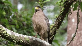 Wildlife bird species of Crested Serpent Eagle perched on a tree branch with natural background in tropical rainforest.