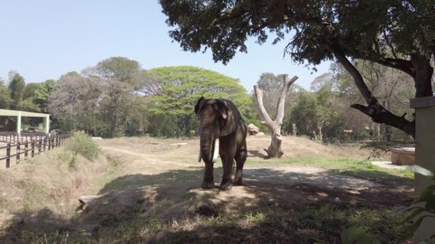 Old Aged Injured African Elephant Eating Dry Grasses On Mysore Zoo 4K, Karnataka, India. Large African Male Elephant Penis.